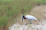 Jabiru